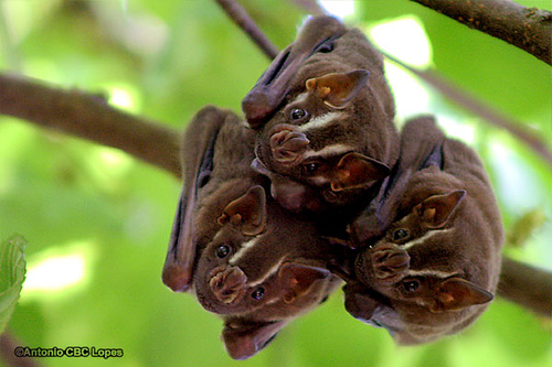 Fotos De Morcegos